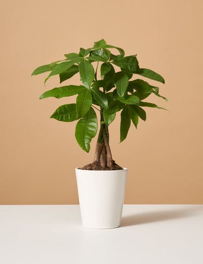 Modern deals desk plant