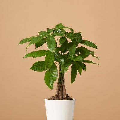 Coffee Plant