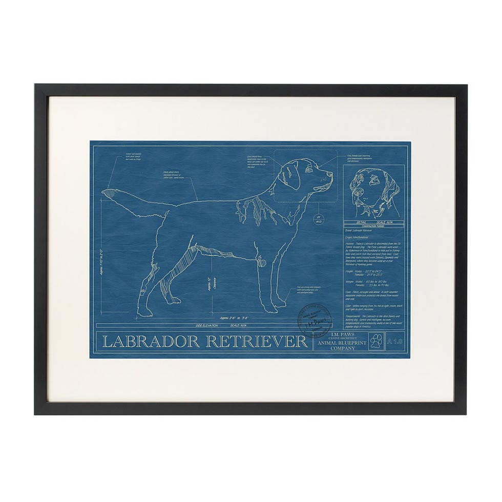 Dog Blueprints Dog Blueprints