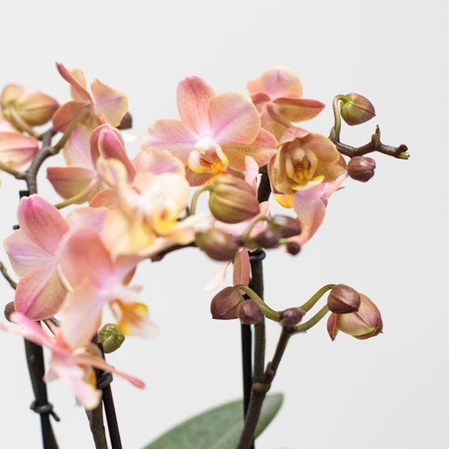 Orquídea Aromática (39,00 €)