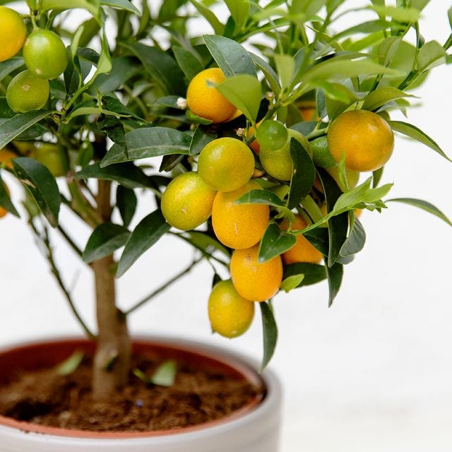 Naranjo Kumquat Origen local (39,99 €)