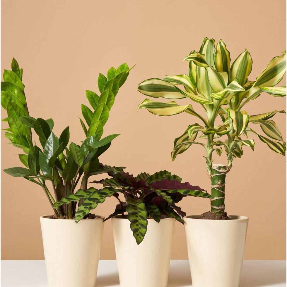 The Sill Classic Plant Subscription