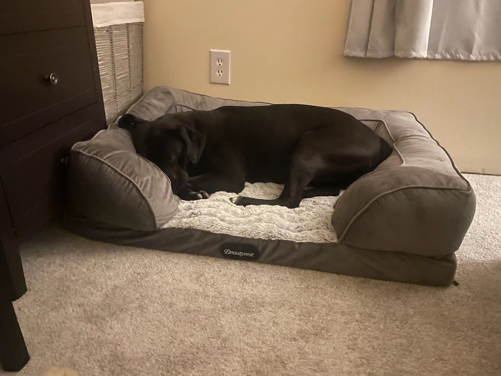 Best foam 2024 for dog bed