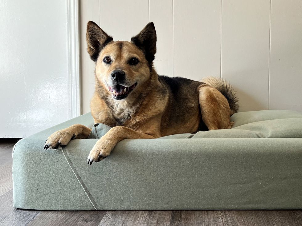 10 Best Dog Beds - Best Dog Beds for Large and Small Dogs