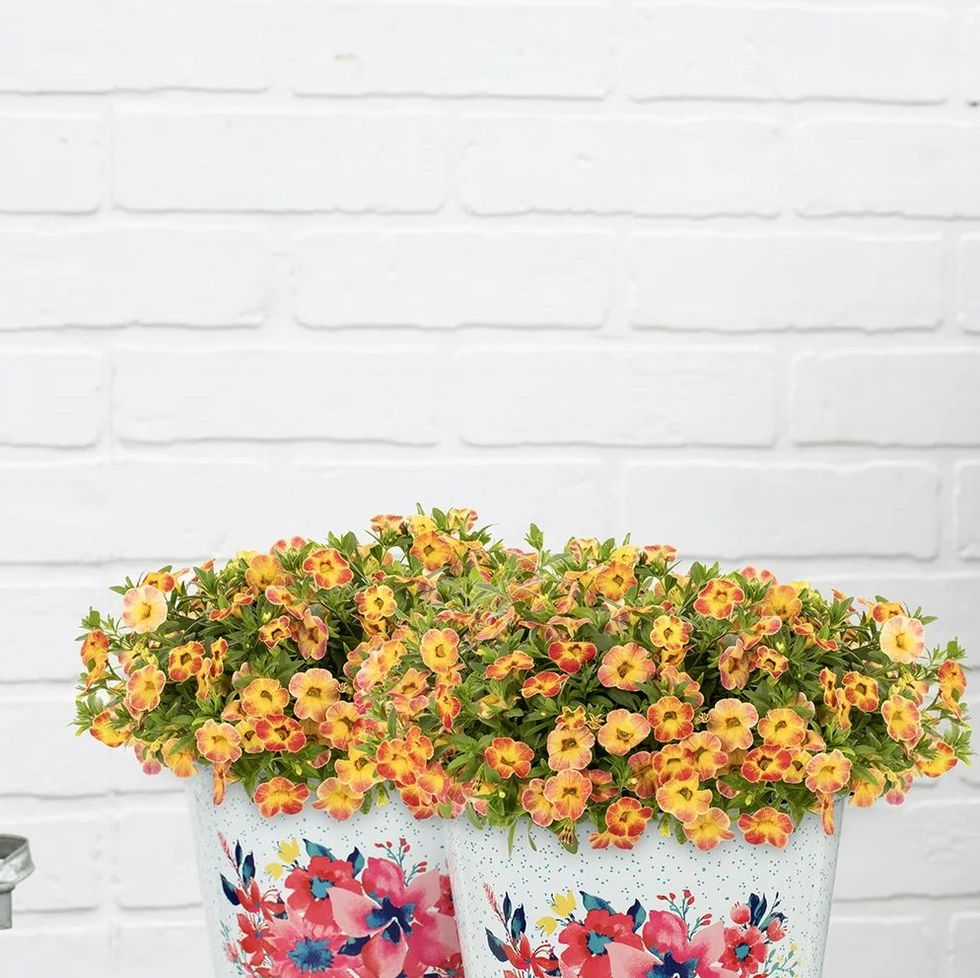 The Pioneer Woman Plants at Walmart - Where to Buy Ree Drummond's Flowers