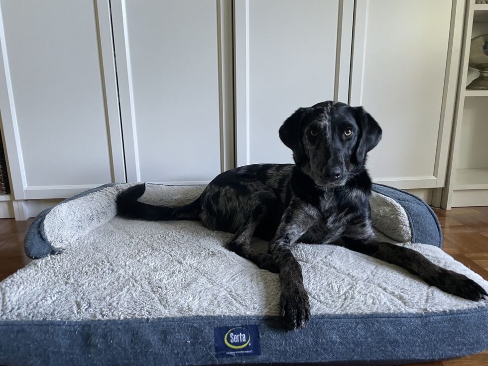 Orthopedic Quilted Couch Dog Bed 