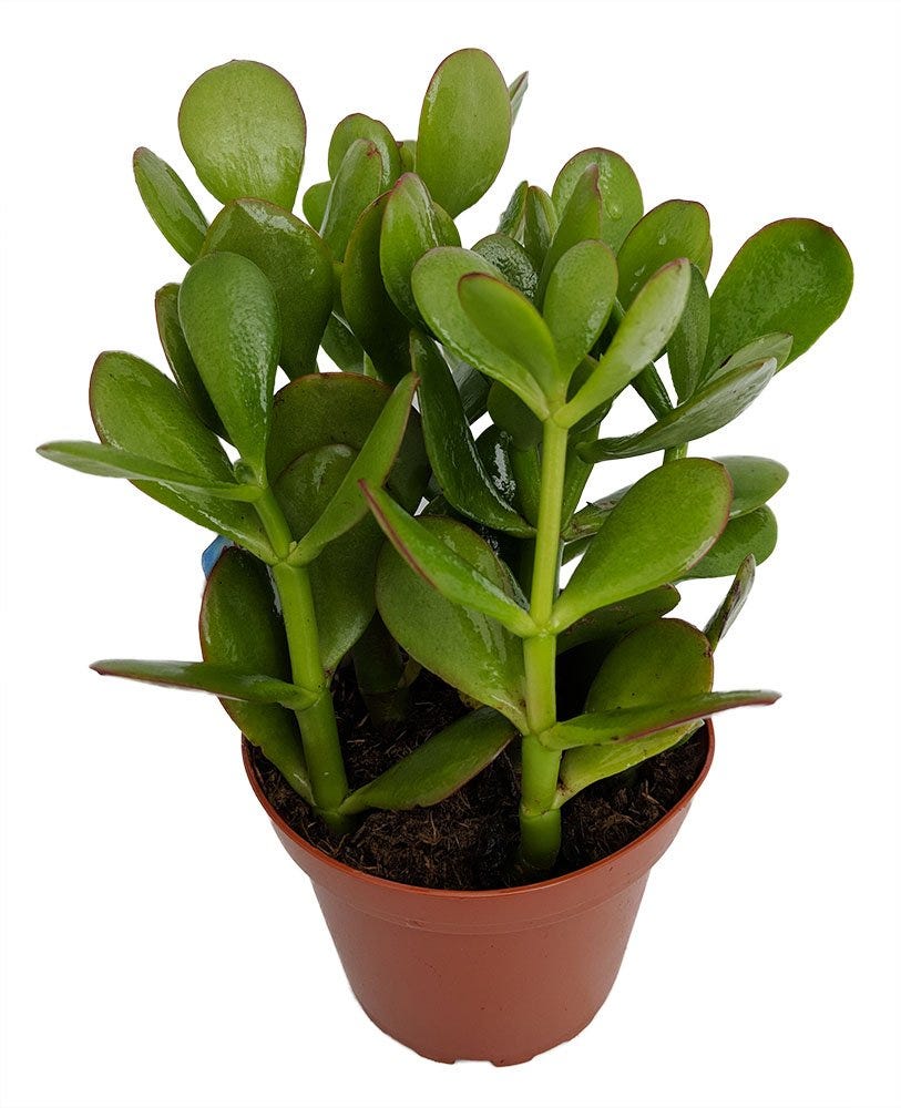 Jade Plant Jade Plant