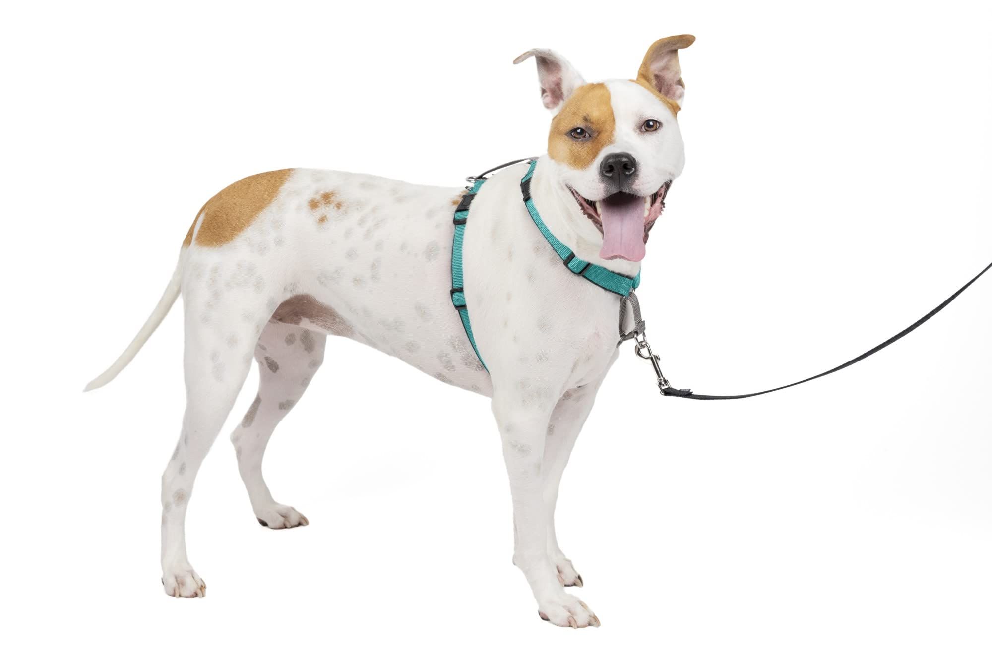 Best soft dog clearance harness