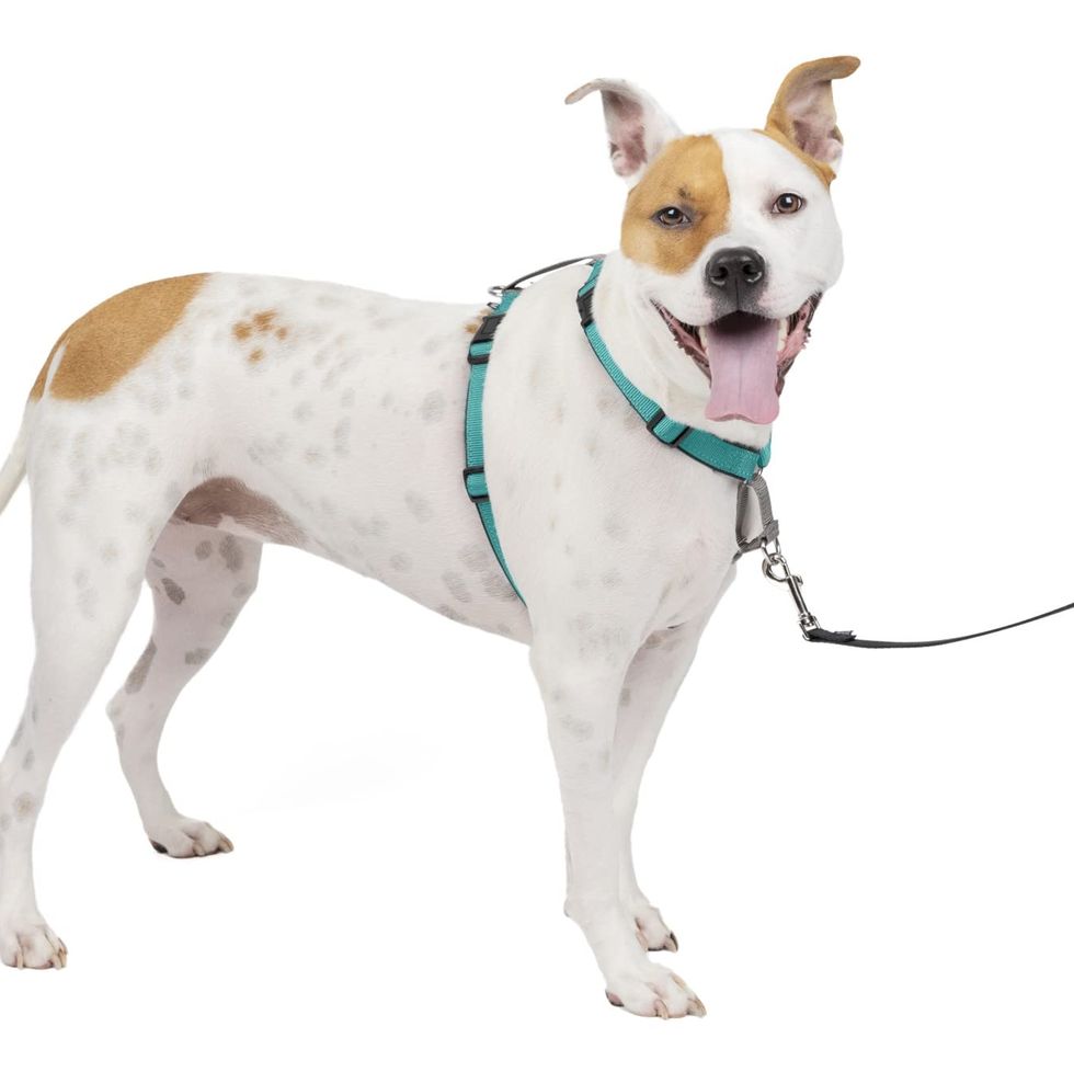 Top 10 Best Dog Harnesses For 2023 - Tested & Rated For Comfort