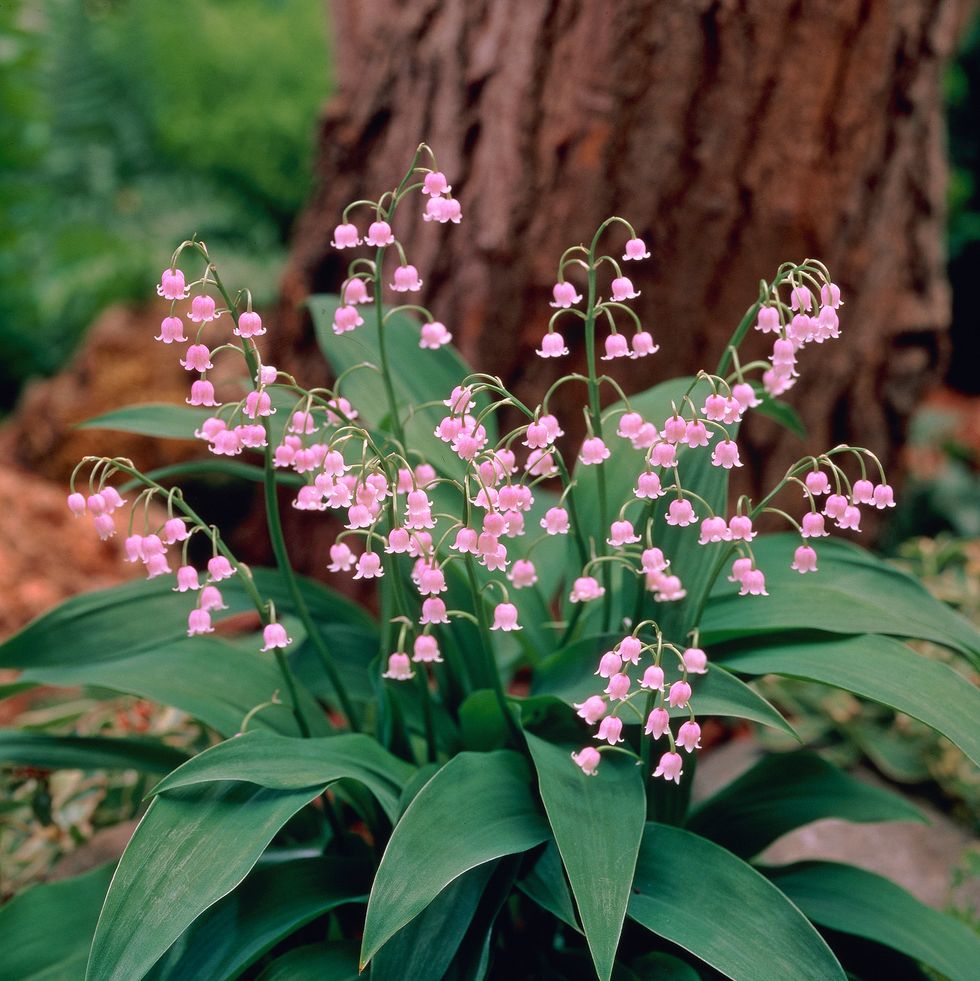 How to Grow Lily of the Valley, a Cottage Garden Favorite - Dengarden
