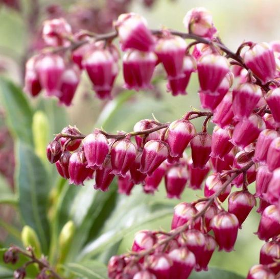 Lily Of The Valley Pink - Garden Express