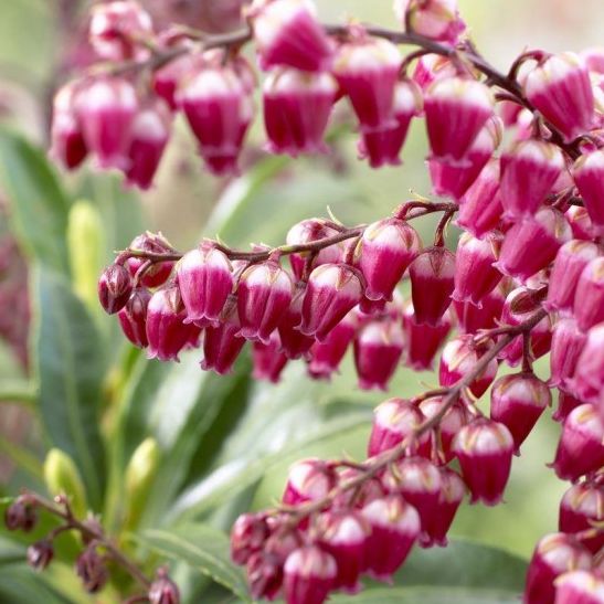 Pieris japonica 'Passion' - Lily of the Valley Shrub