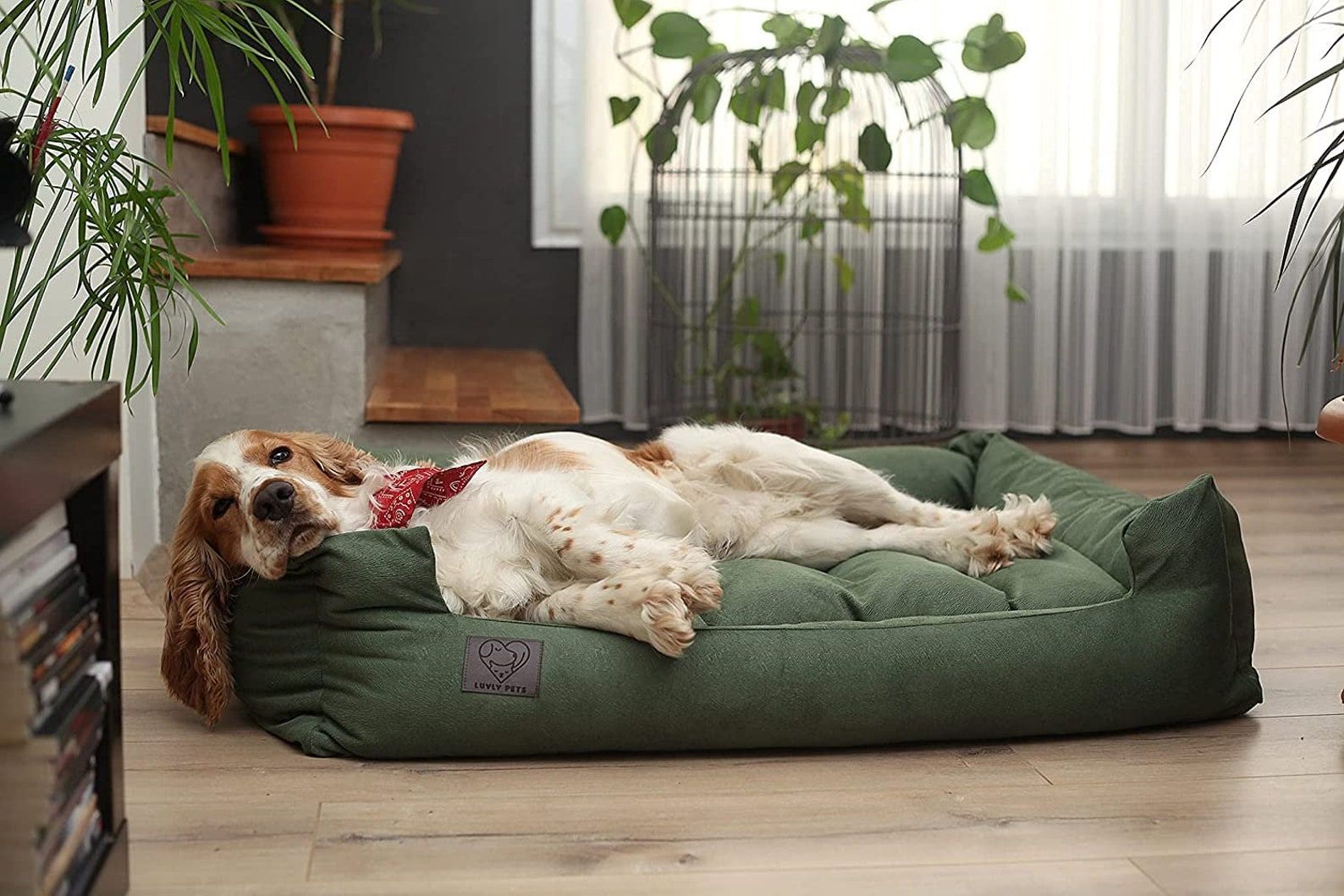 Most luxurious dog store beds