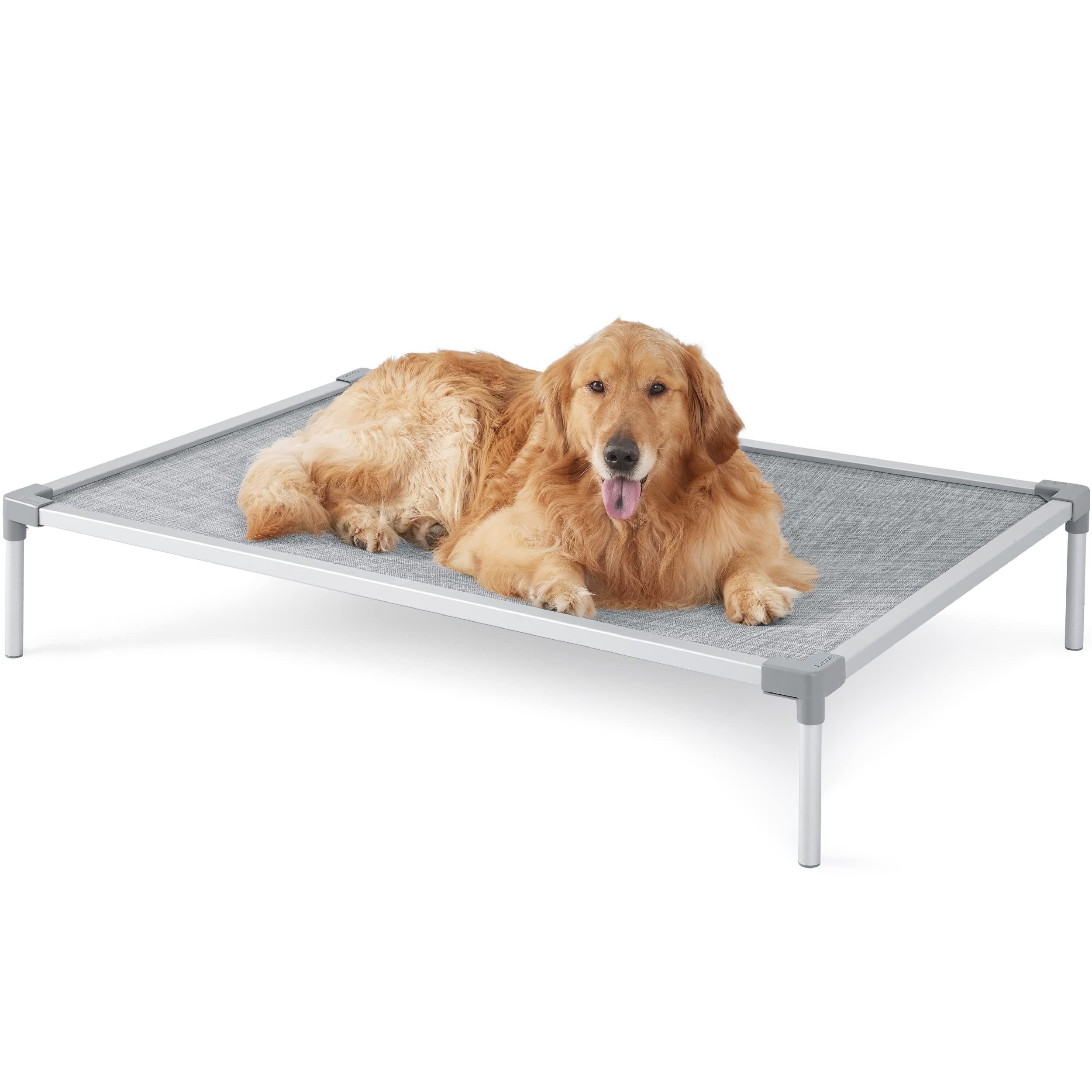 what is the best type of bed for a dog