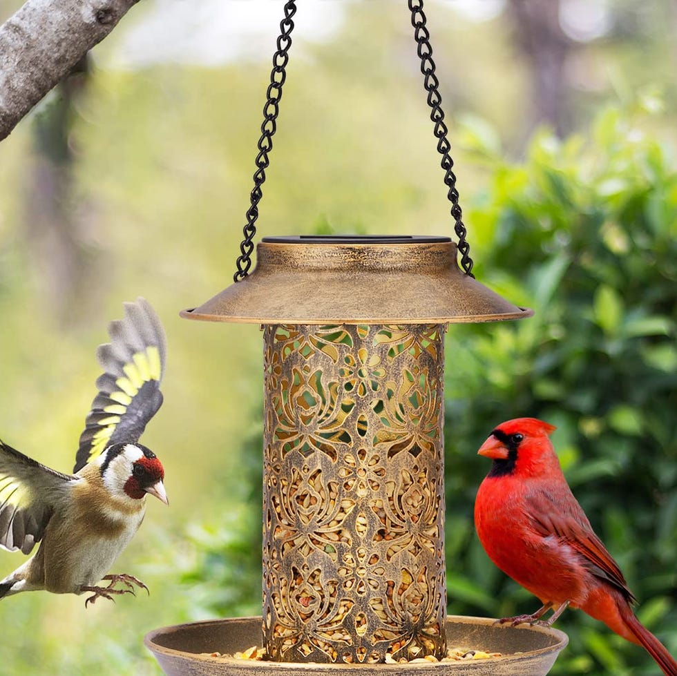 Solar Bird Feeder 