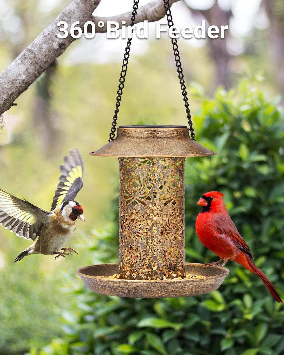 Solar Bird Feeder 