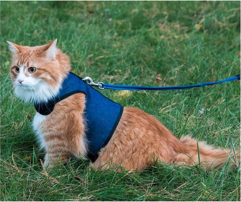 5 Best Cat Harnesses Of 2024   1683917225 106793 PT1. AC SL1500 V1479827854  