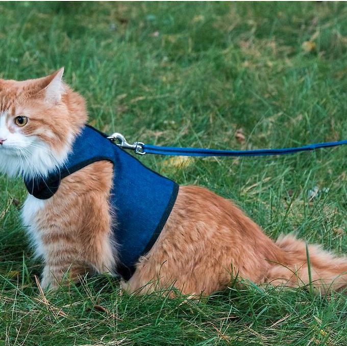 Cat Harness