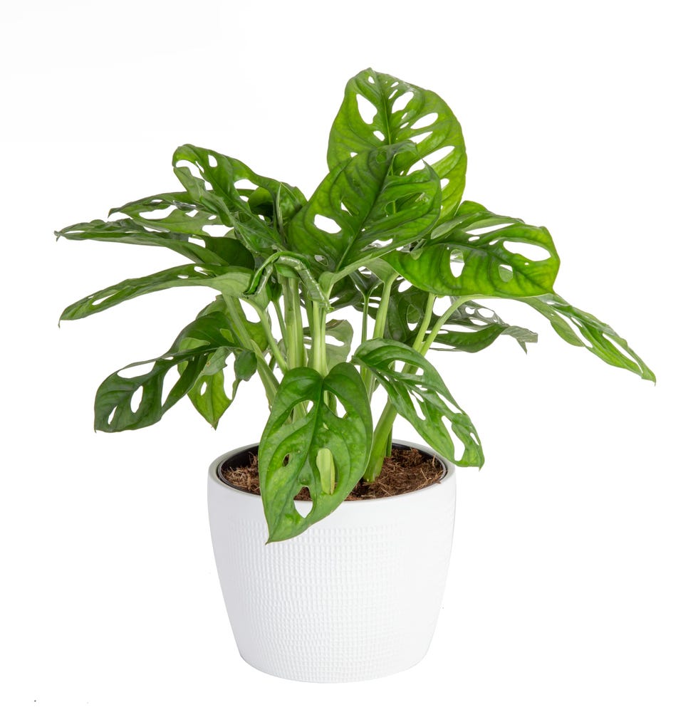 52 Best Indoor Plants to Liven Up Your Space in 2021