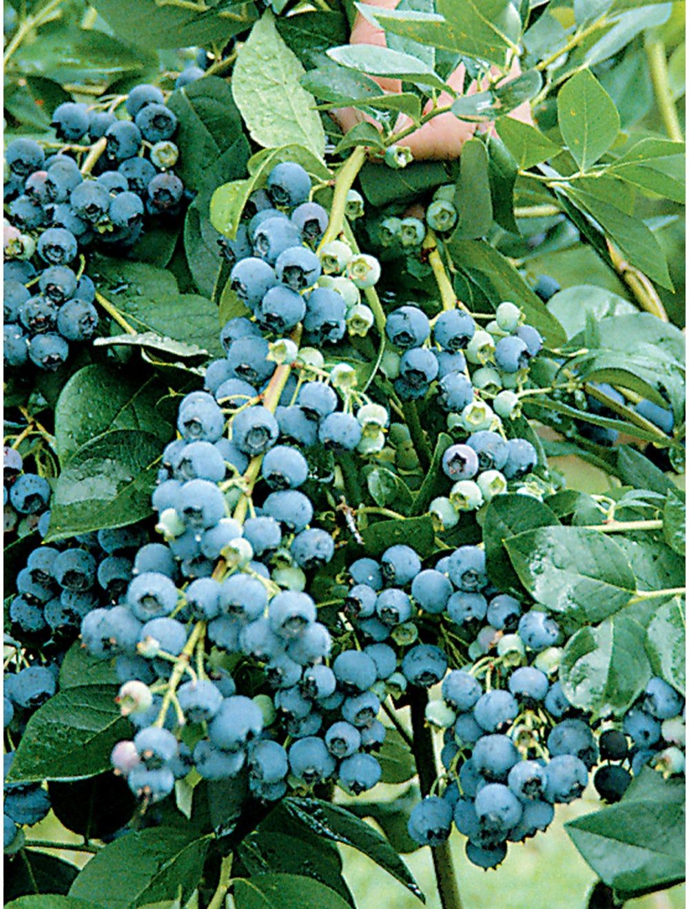 How To Grow Blueberries - Best Blueberry Growing Guide