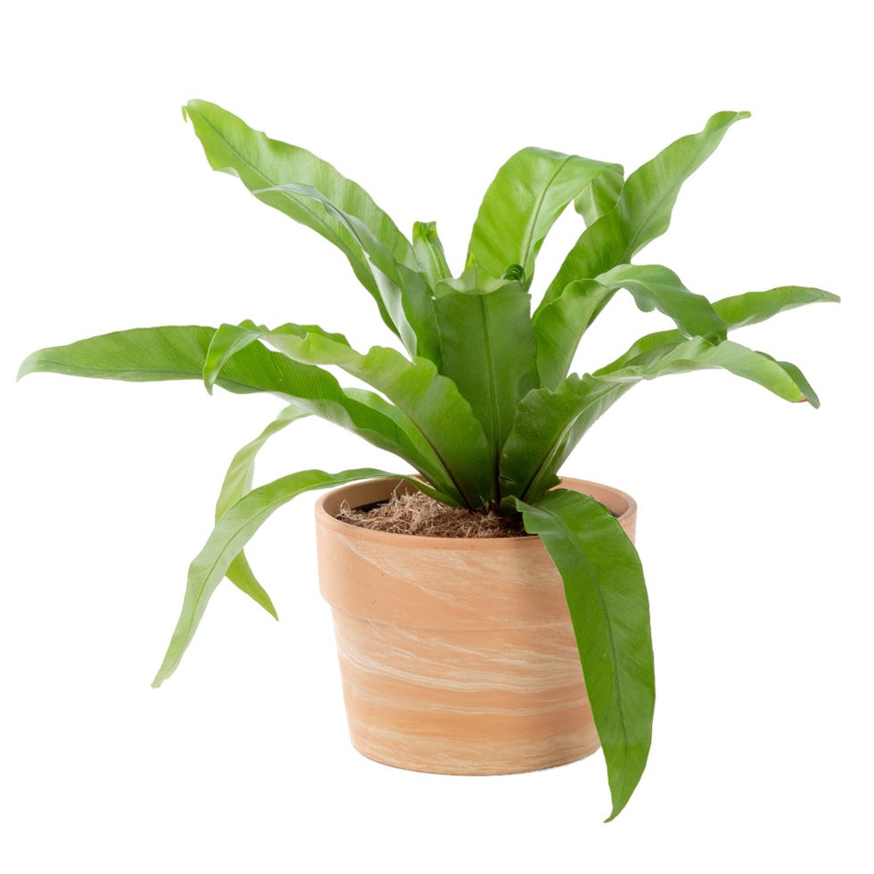 Bird's Nest Fern