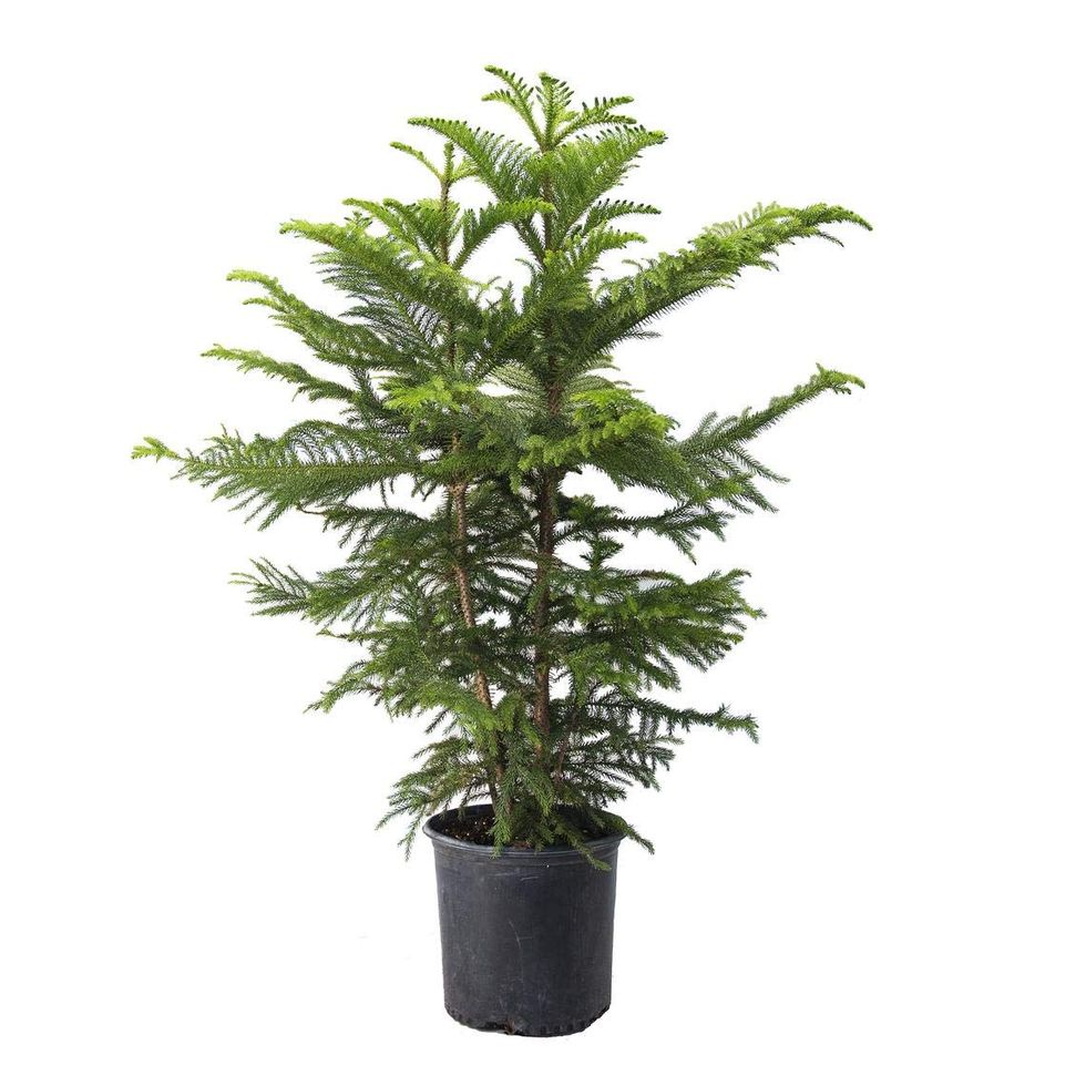 Norfolk Island Pine (Araucaria heterophylla)
