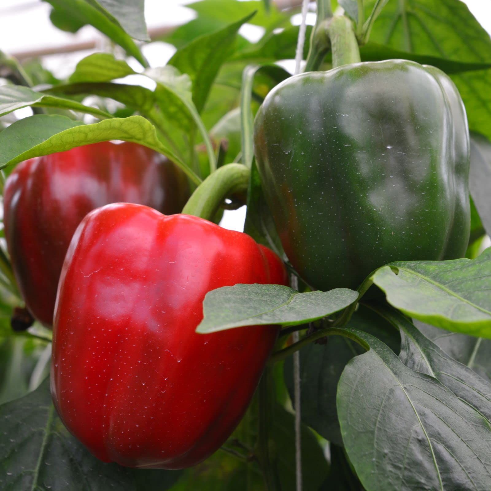 How To Grow Bell Peppers Planting And Growing Bell Peppers   1684338836 71eI S7FcL 