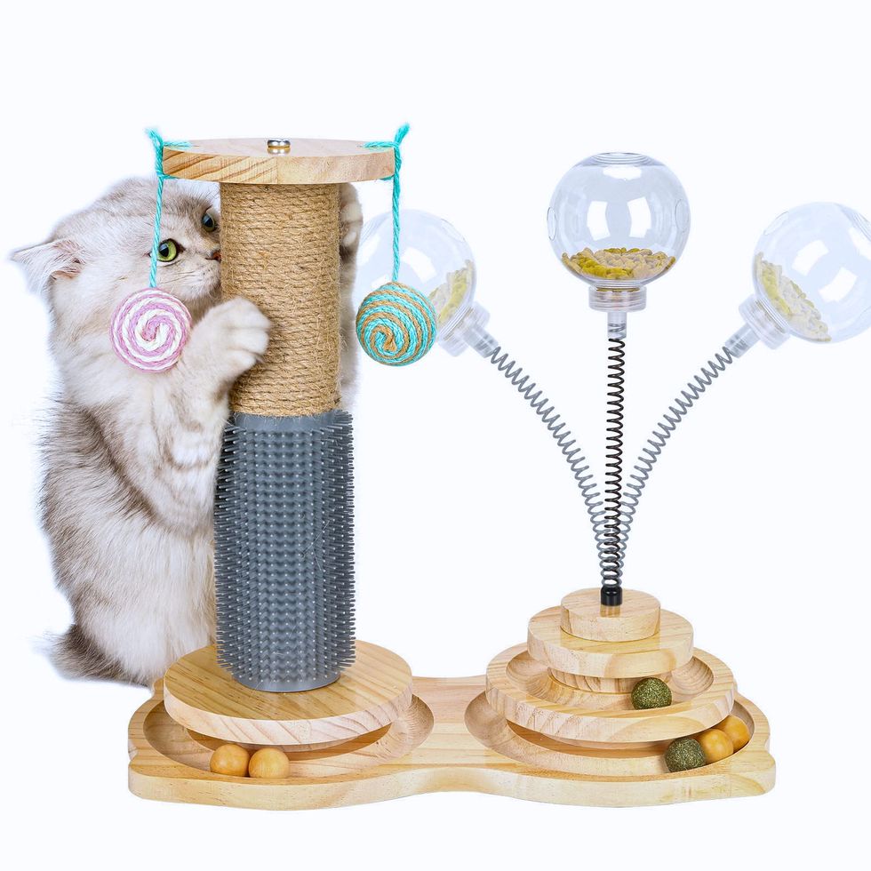 Play with this – not that! How to choose the best cat toys