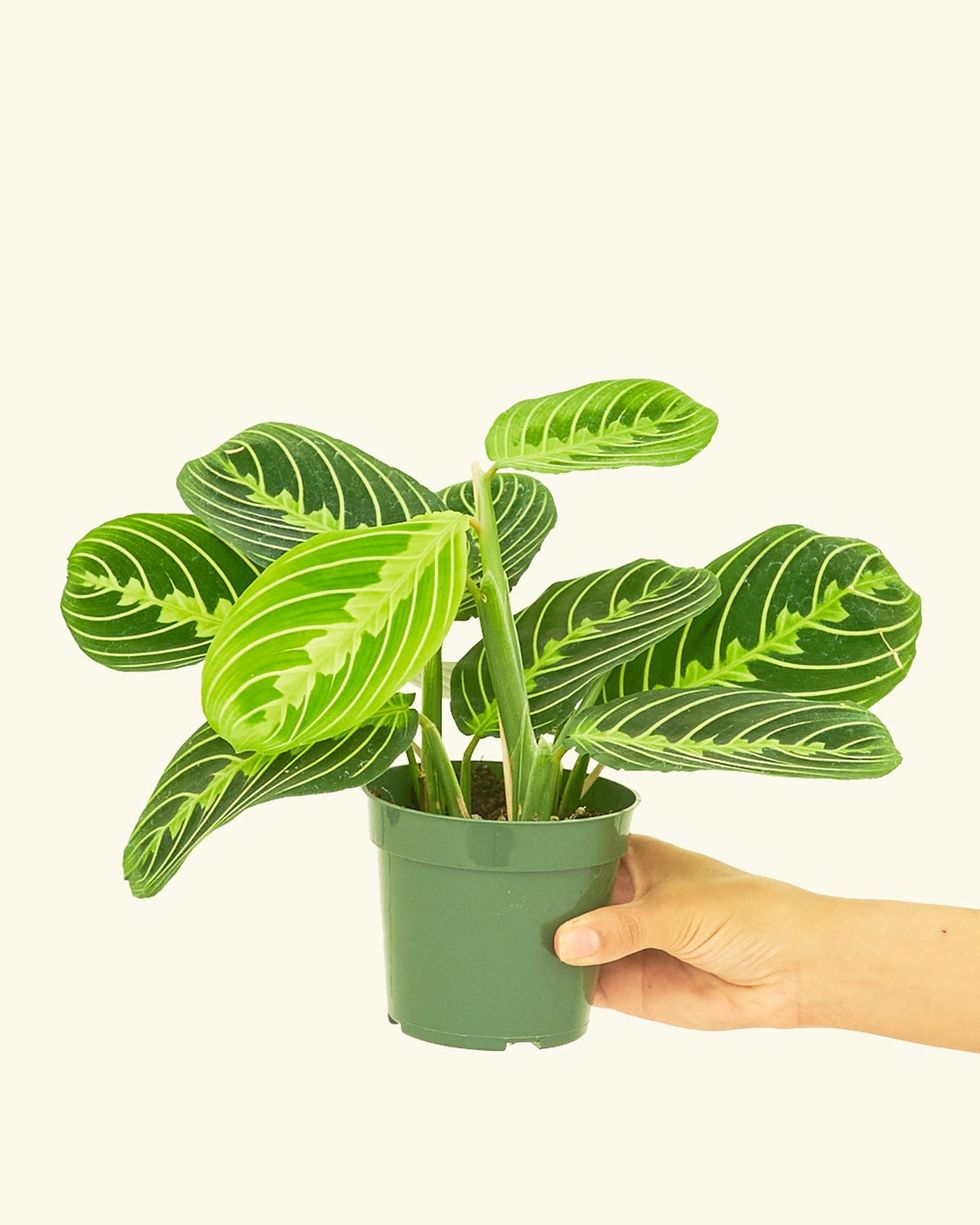 30 Best Bathroom Plants - Low Light, High Humidity Plant Ideas