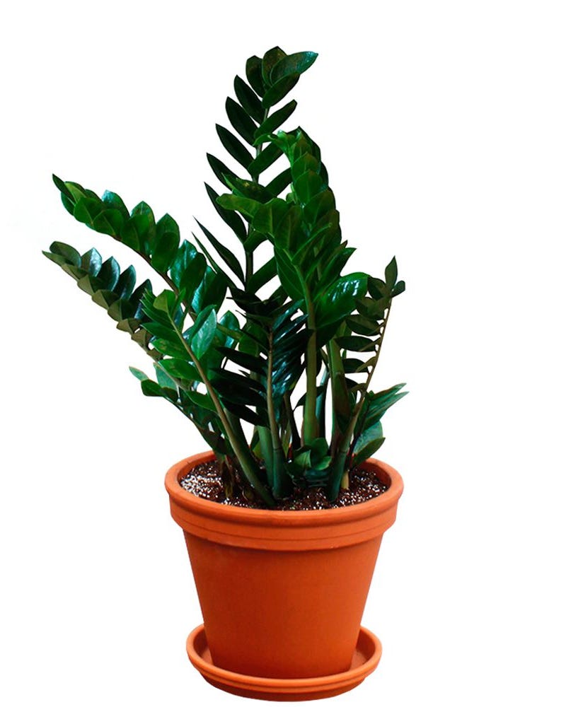 ZZ Plant