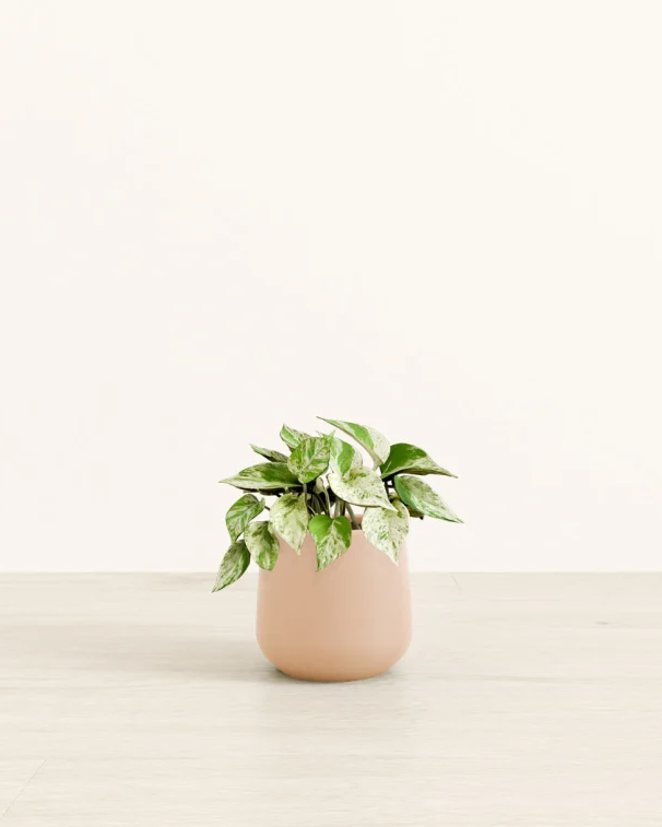 Marble Pothos