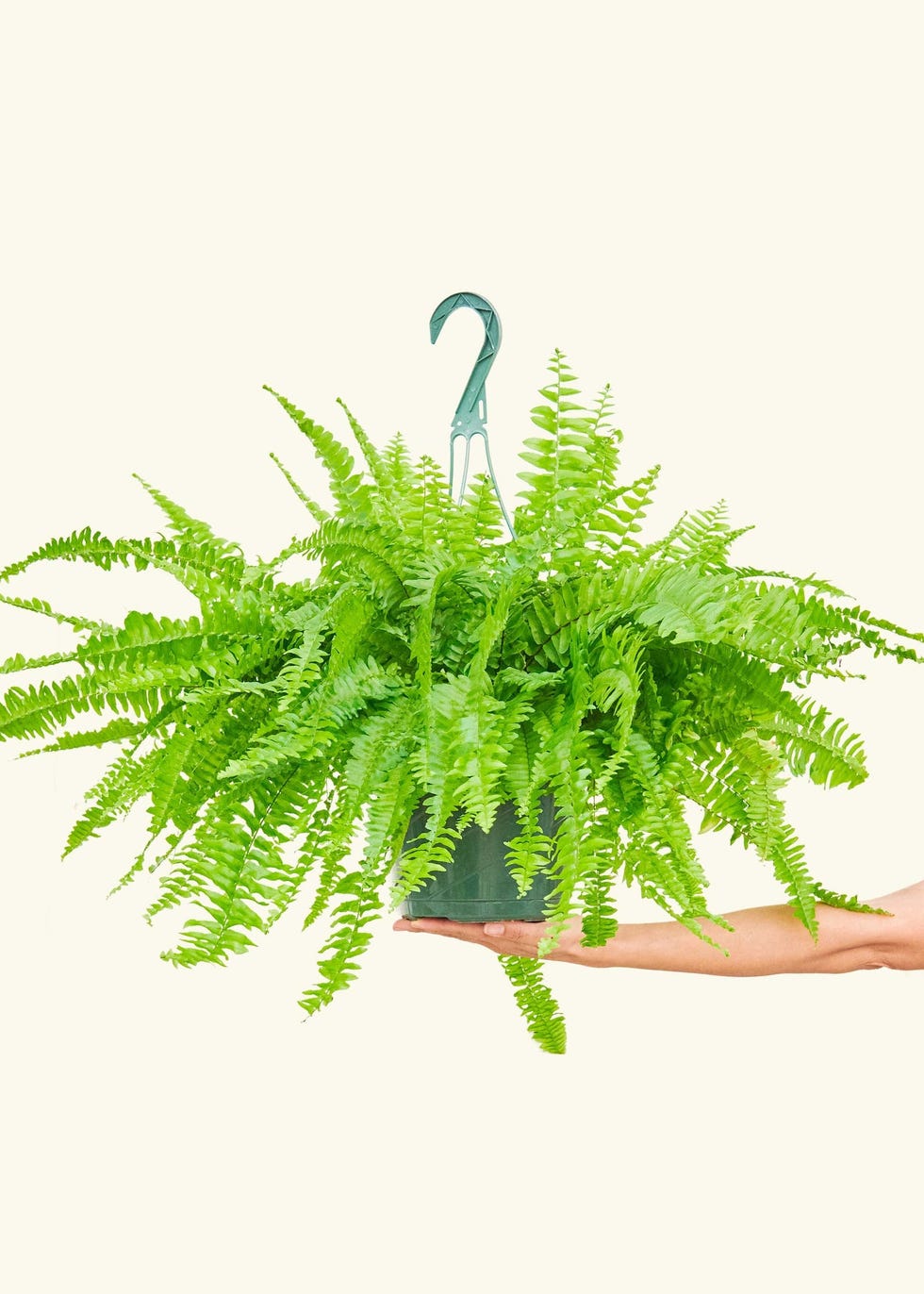 Boston Fern