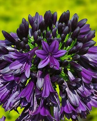 Chelsea Flower Show Plant of the Year winner 2023: Agapanthus 'Black Jack'