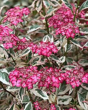 Chelsea Flower Show Plant of the Year second place 2023: Hydrangea serrata 'Euphoria Pink'