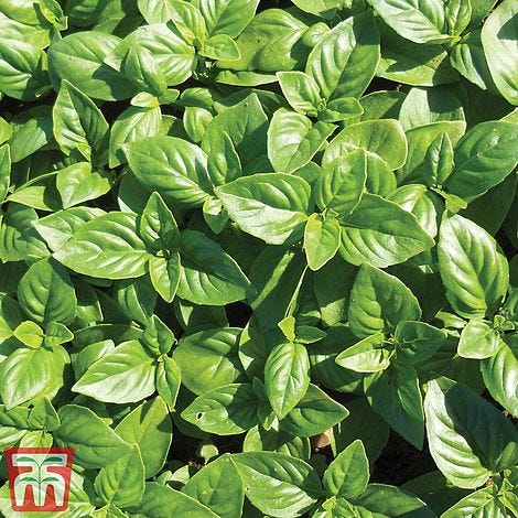Basil 'British Basil' - Seeds