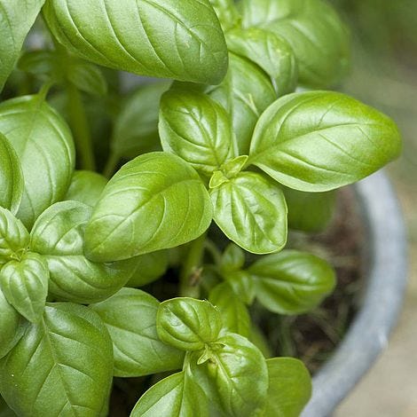 Basil 'Classico' - Seeds