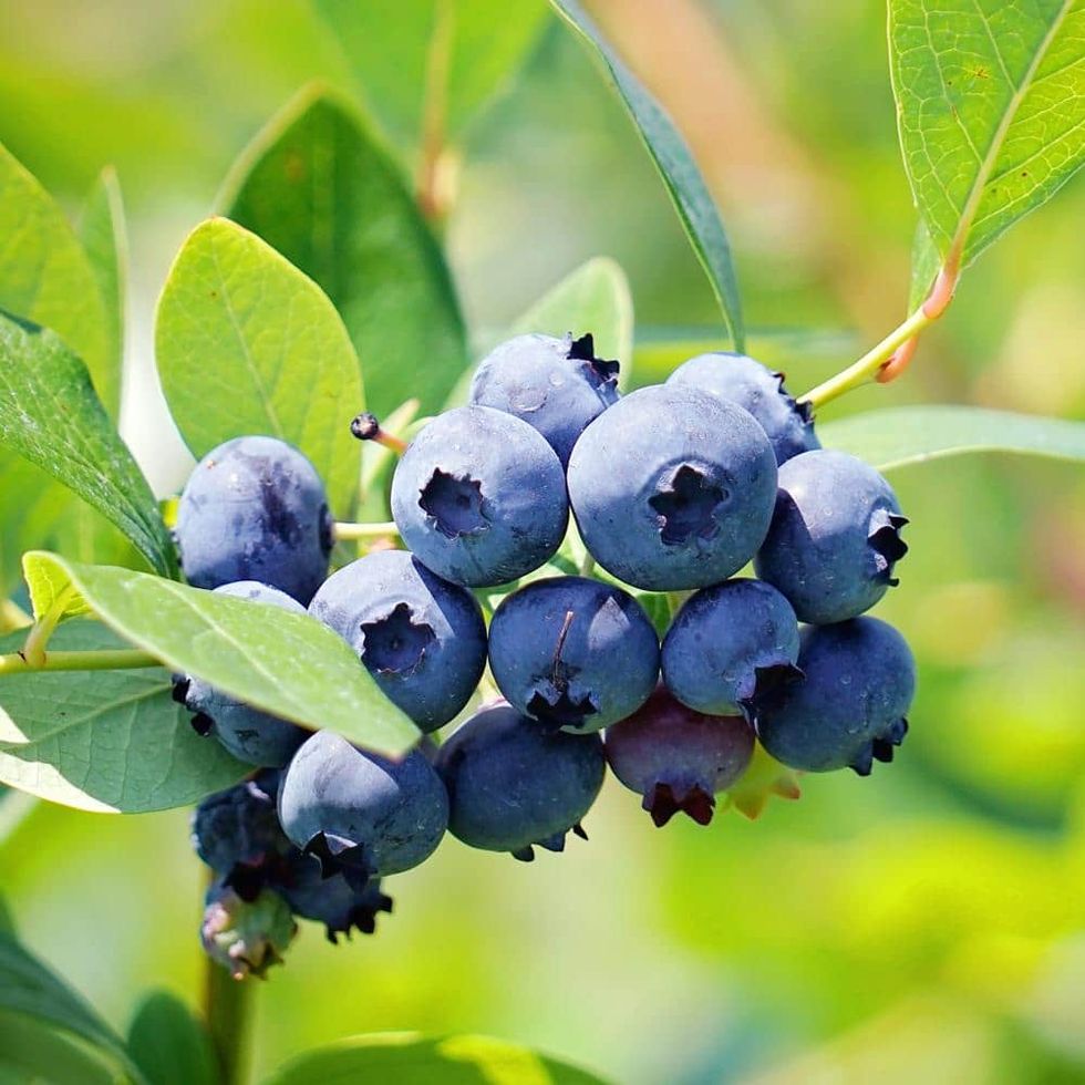 Brightwell Blueberry Plant