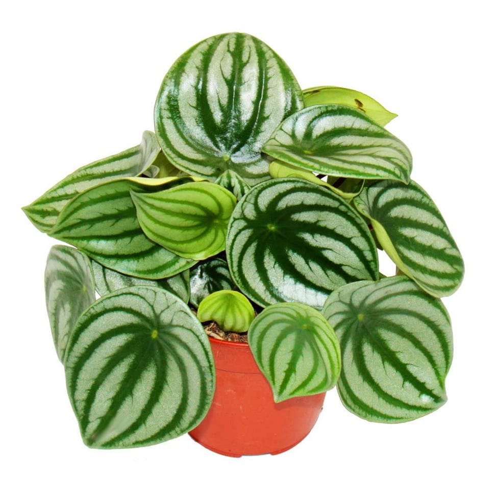 Peperomia sandía