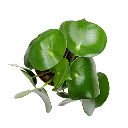 Peperomia obtusifolia