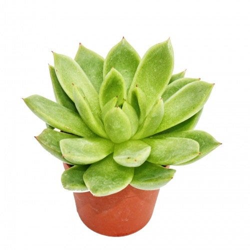 Echeveria agavoide