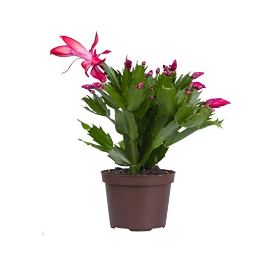 Cactus de Navidad