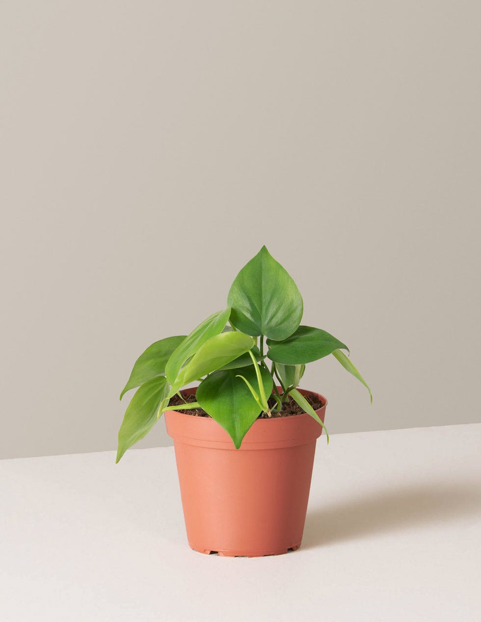 Philodendron Philodendron