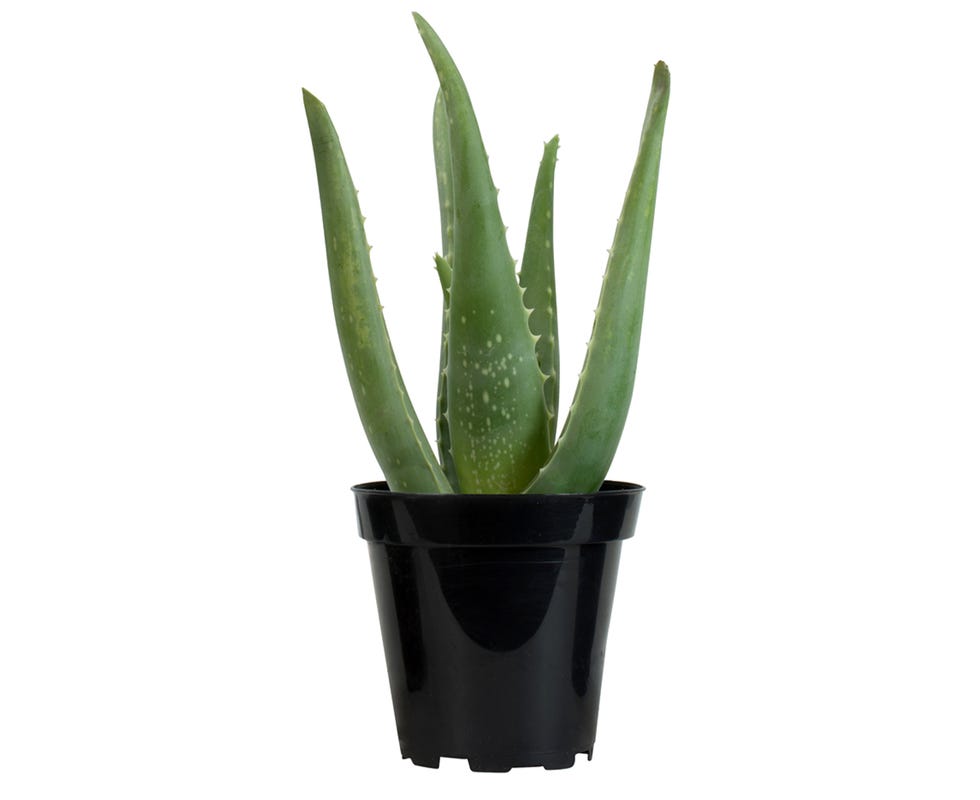 Aloe Vera Aloe Vera