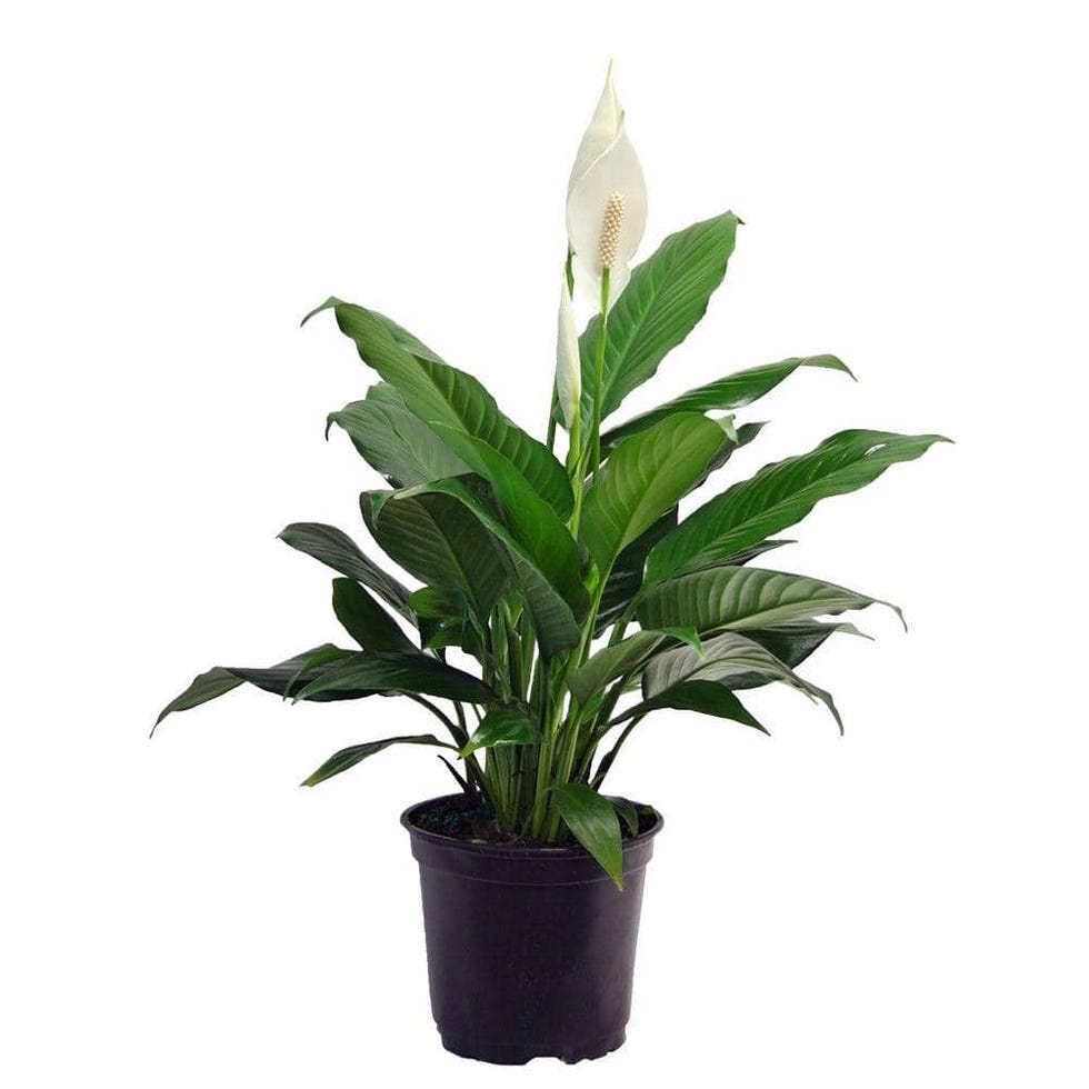 Peace Lily Peace Lily