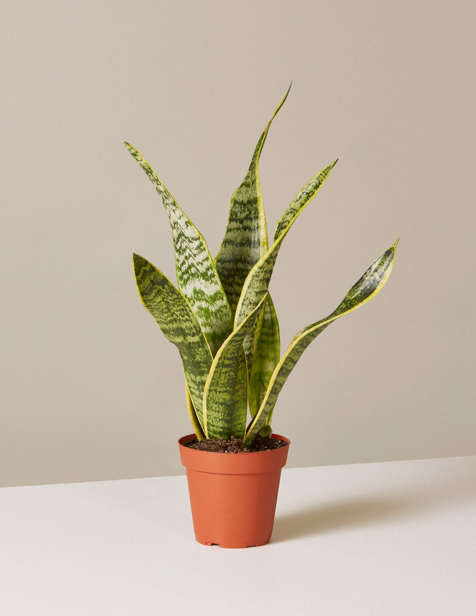 Snake Plant Snake Plant