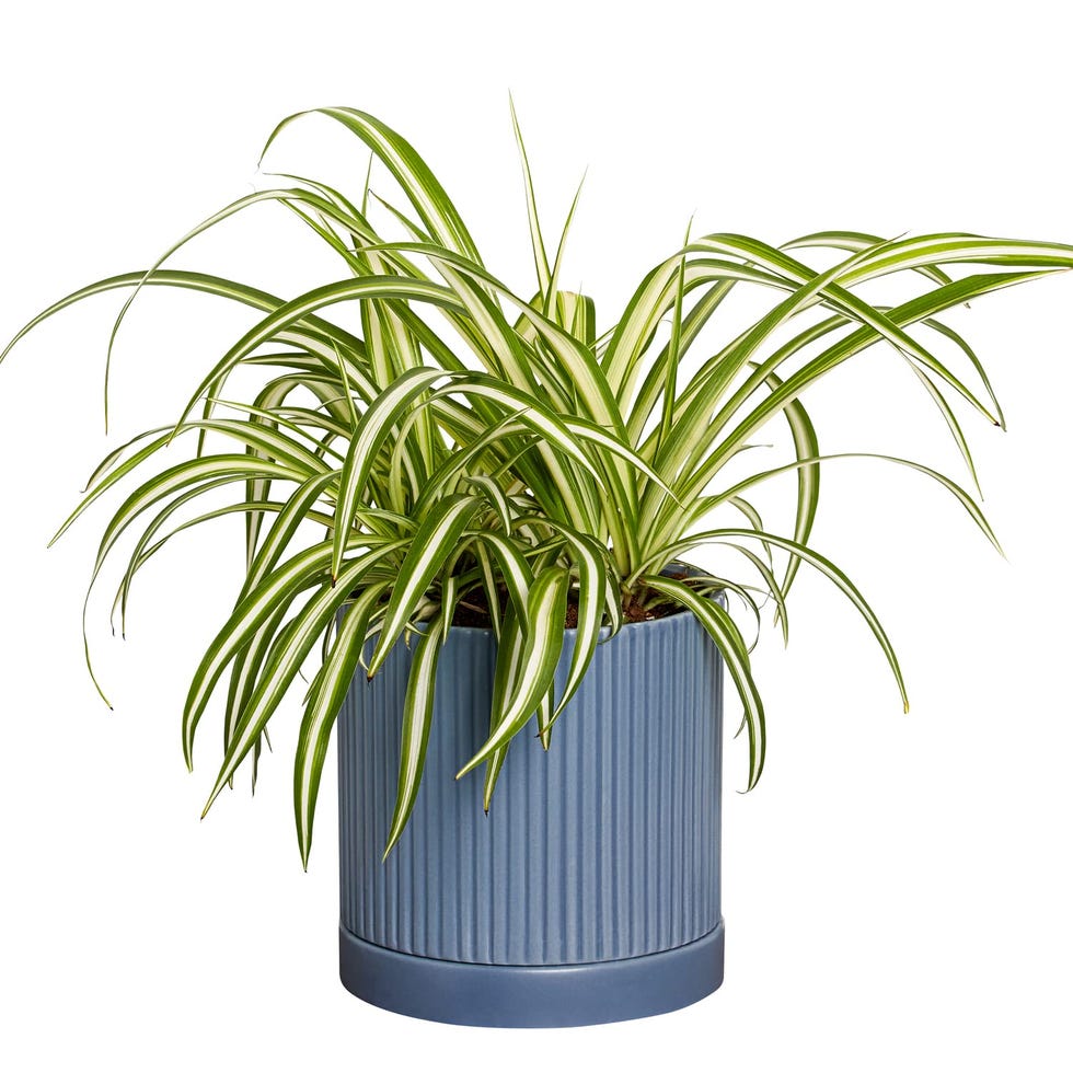 Spider Plant Spider Plant
