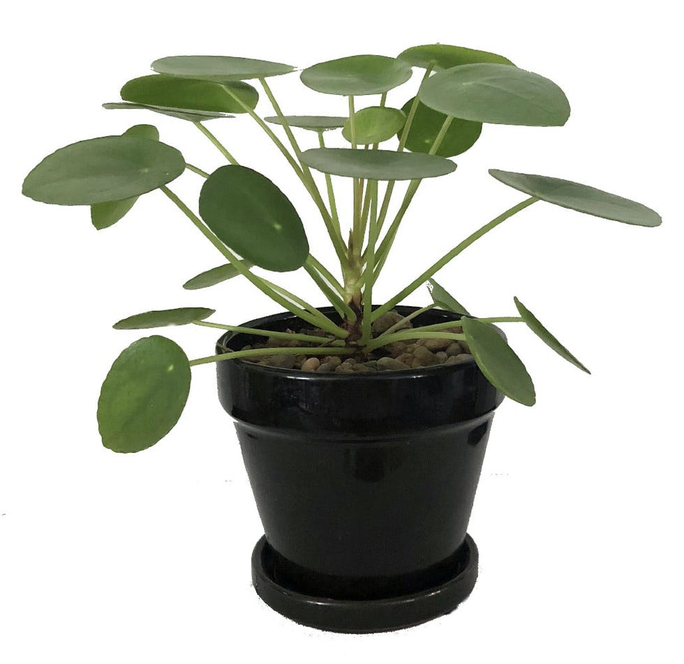 Chinese Money Plant Chinese Money Plant