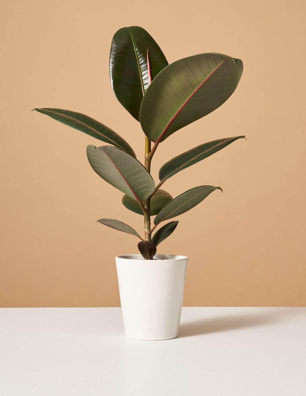 Rubber Tree Rubber Tree