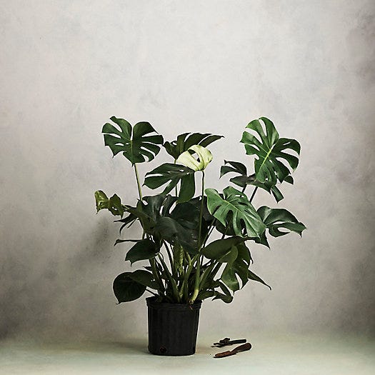 Monstera Deliciosa Monstera Deliciosa