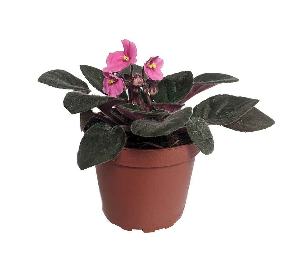 Novelty African Violet Novelty African Violet